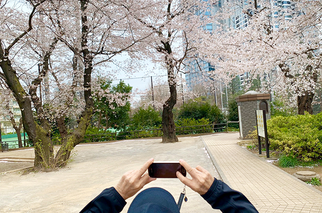 車いすのお客様を送迎中に新宿区立西戸山公園に咲く満開の桜を見ました リハビリデイサービス施設 リハトレ専科西戸山公園 オンズグループのブログ